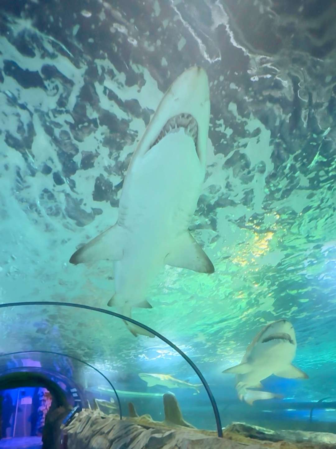 WRAP UP: Animal Crossing: New Horizons Experience @ Sea Life Sydney Aquarium 3 SEA LIFE 6 https://www.mkaugaming.com/wrap-up-animal-crossing-new-horizons-experience-sea-life-sydney-aquarium/