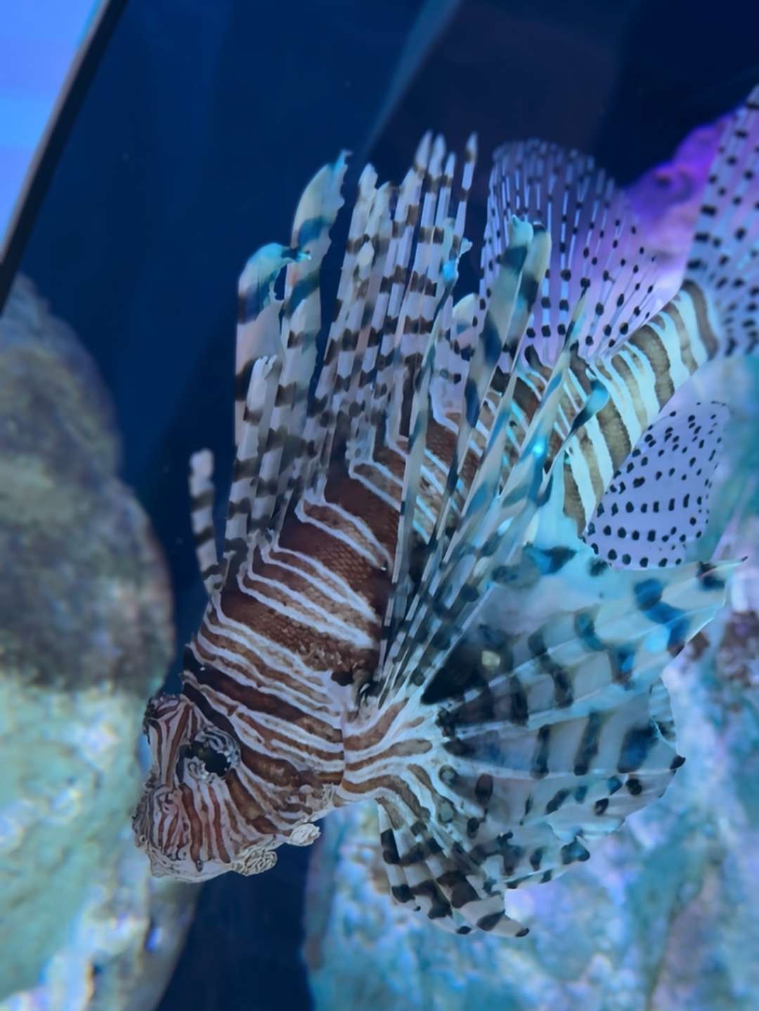 WRAP UP: Animal Crossing: New Horizons Experience @ Sea Life Sydney Aquarium 4 SEA LIFE 7 https://www.mkaugaming.com/wrap-up-animal-crossing-new-horizons-experience-sea-life-sydney-aquarium/