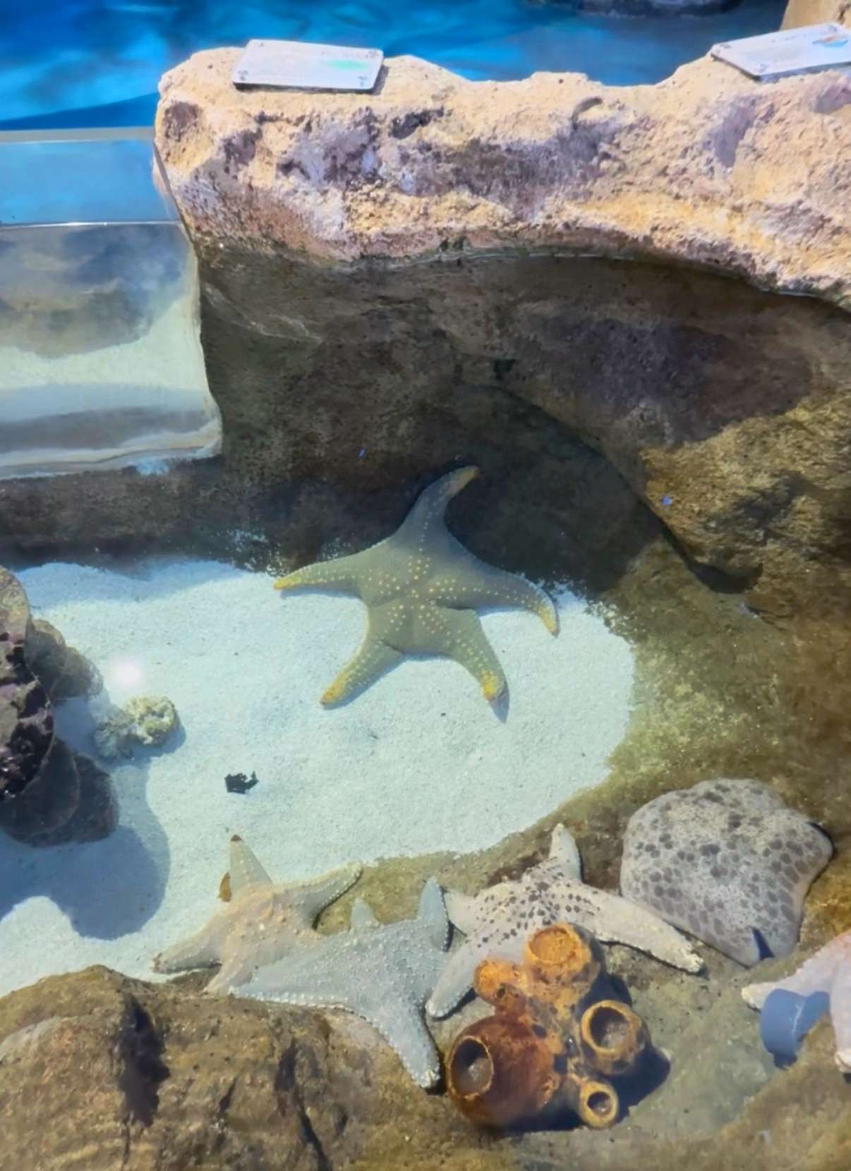 WRAP UP: Animal Crossing: New Horizons Experience @ Sea Life Sydney Aquarium 7 SEALIFE 1 https://www.mkaugaming.com/wrap-up-animal-crossing-new-horizons-experience-sea-life-sydney-aquarium/